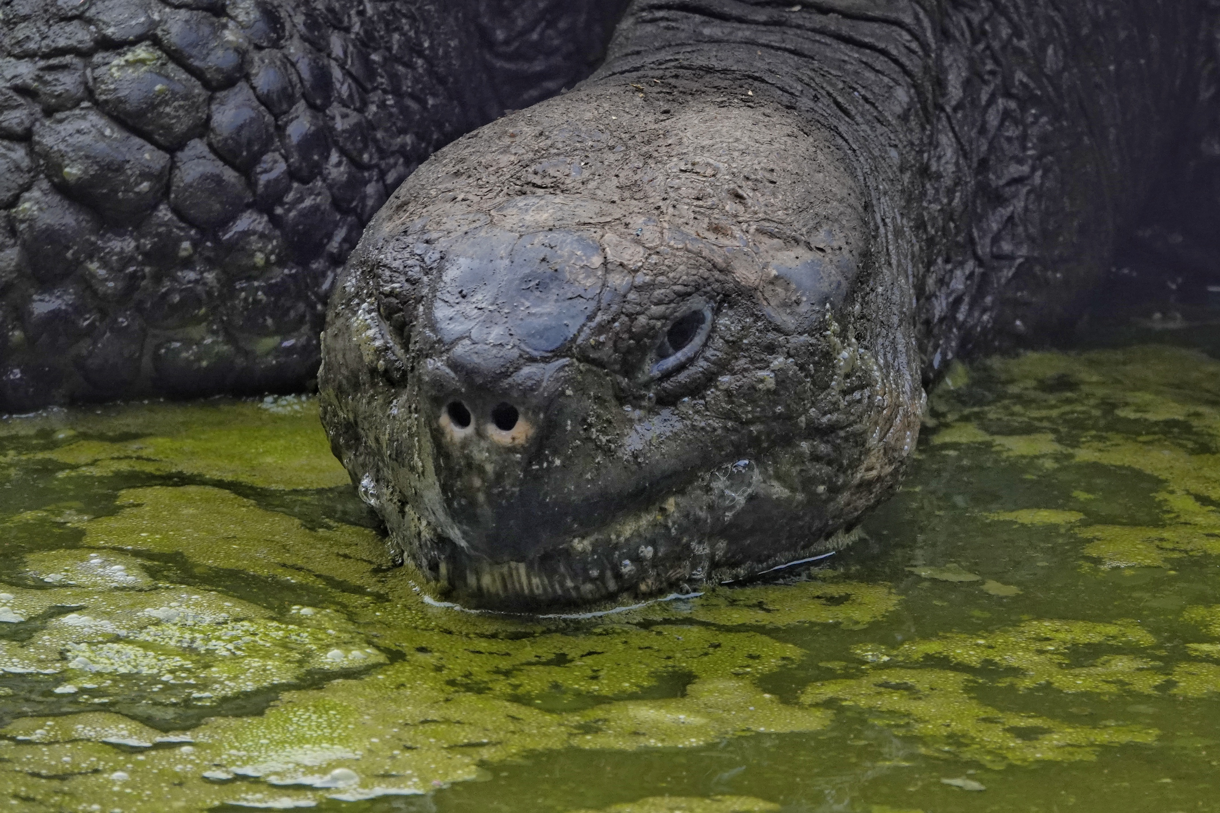 Tête de tortue géante